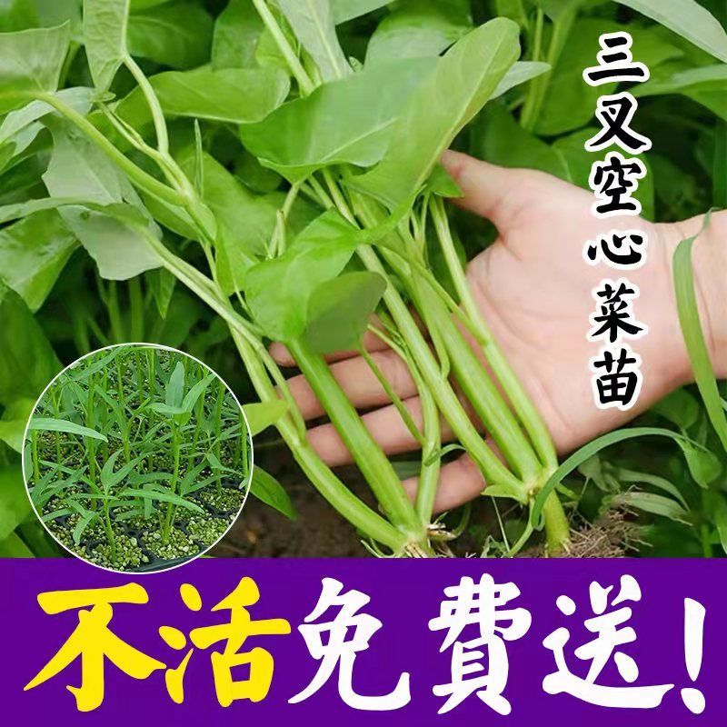 三叉空心菜种子种籽大叶四季盆栽菜籽蔬菜孑籽种菜苗带根秧菜苗-封面