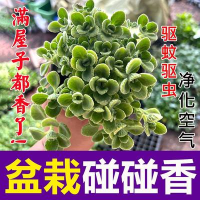 香草盆栽净化空气多肉植物