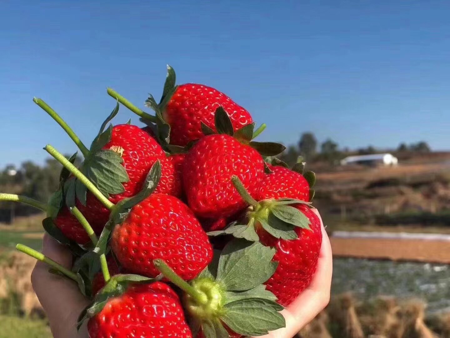 大凉山露天草莓红颜99巧克力新鲜整箱装当季现摘牛奶孕妇水果