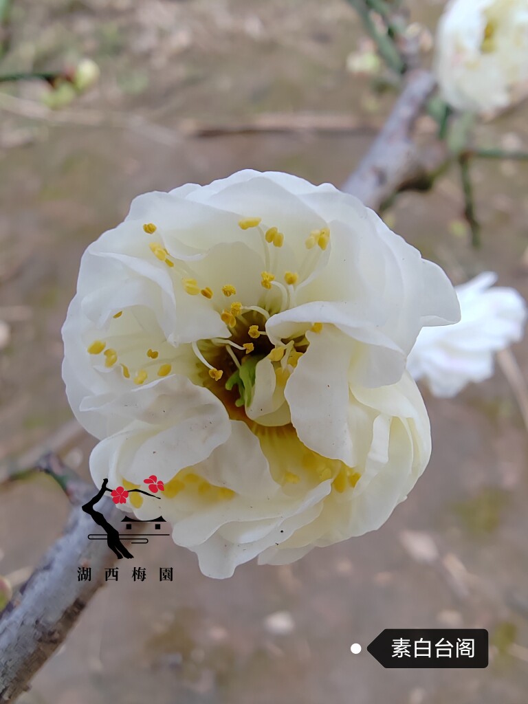 原生素白台阁梅花扦插三年四年苗盆养熟桩