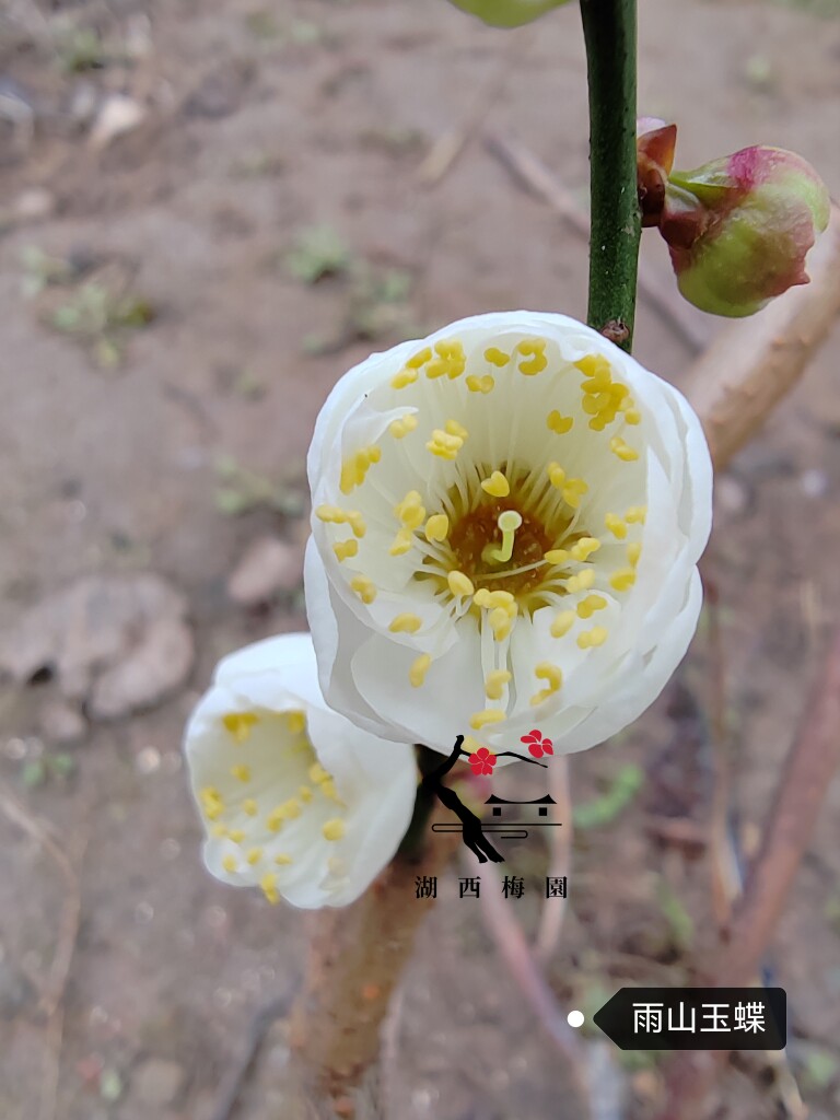 原生雨山玉蝶梅花扦插四年苗盆养熟桩高杆小树