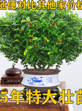 驱蚊虫清香木盆栽正宗胡椒木花卉绿植室内外四季好养净化空气植物