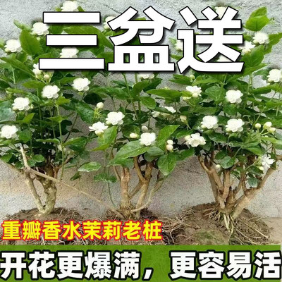 重瓣茉莉花浓香型老桩正宗苿莉盆栽大棵苗室内外花卉驱蚊绿植原盆