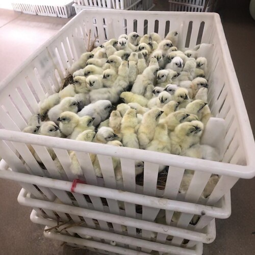 3天纯种蓝耳江山白小鸡乌骨鸡白毛乌鸡孵化场直销河南发货宠物鸟