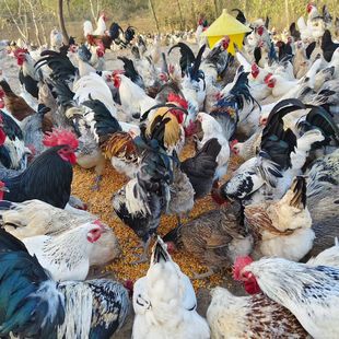 正宗一代鹊山鸡蛋受精蛋可孵化小鸡观赏鸡小体型土鸡受精卵包邮
