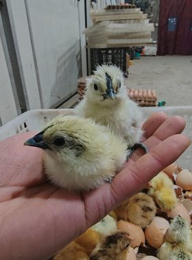 一日龄纯种蓝耳江山白乌骨鸡白毛乌鸡孵化场直销河南发货宠物鸟
