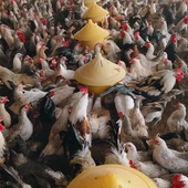 花冠鹊山鸡蛋受精蛋可孵化小鸡受精观赏鸡小体型土鸡受精卵 包邮