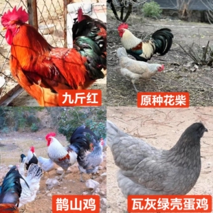 3天混搭小鸡鹊山鸡九斤红瓦灰绿壳蛋鸡花柴土鸡宠物鸟