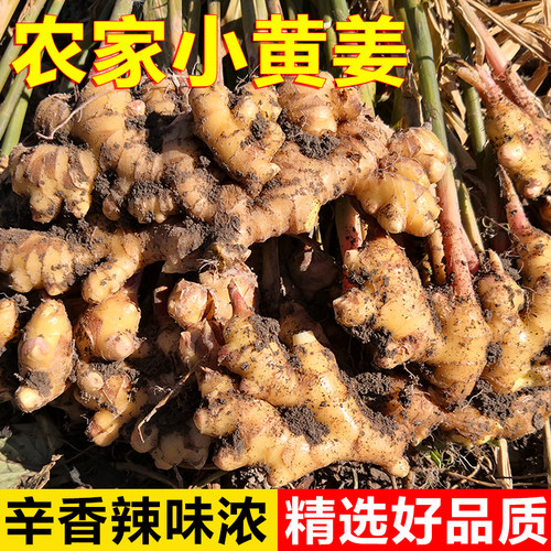 生姜小黄姜老姜香辣土姜佐料新鲜蔬菜原生态现挖3/5/9斤装包邮-封面