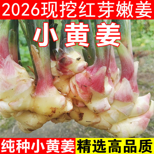 福建龙岩当季新鲜小黄姜红芽嫩姜