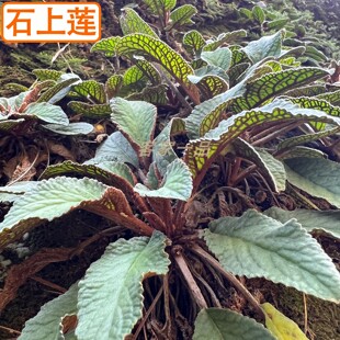 石上莲中草药新鲜野生岩白菜石壁菜留独草软肝草干品药材新货包邮