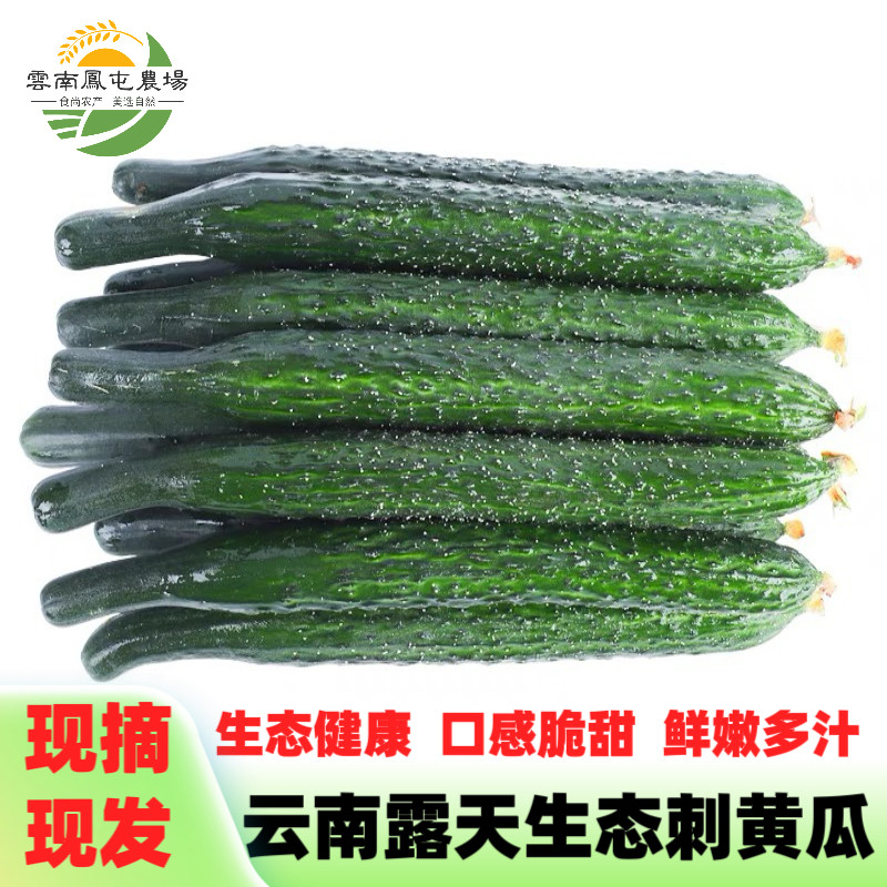 新鲜带刺长黄瓜云南露天即食水果黄瓜清脆当季蔬菜胡刺瓜生态现摘