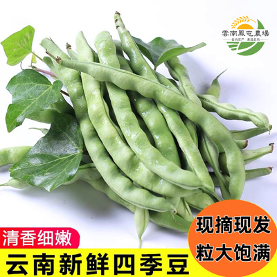 云南四季豆新鲜现摘农家当季时令蔬菜芸豆角长扁豆角新鲜蔬菜包邮