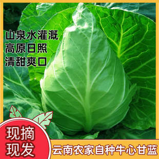 牛心甘蓝春丰甘蓝牛心菜新鲜蔬菜包心莲花白云南高原日照清甜爽口