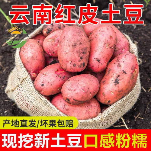云南高原现挖红皮黄心土豆