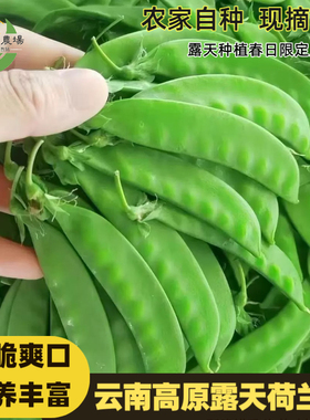 现摘荷兰豆新鲜豌豆荚鲜嫩甜豆豌豆片青豆荚云南时令蔬菜绿色蔬菜