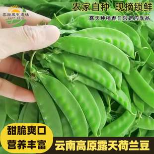 现摘荷兰豆新鲜豌豆荚鲜嫩甜豆豌豆片青豆荚云南时令蔬菜绿色蔬菜