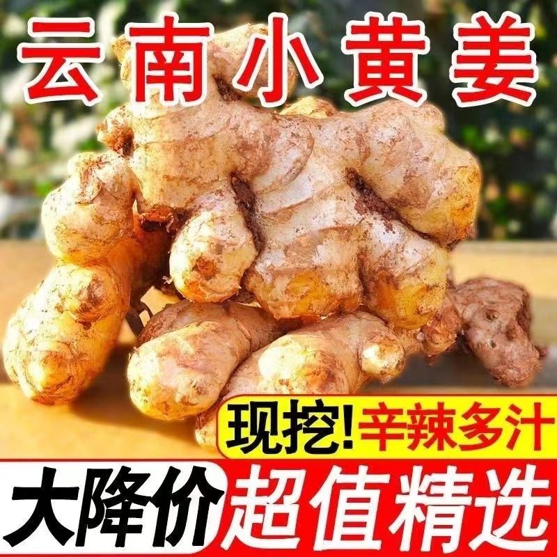 小黄姜新鲜现挖生姜农家自种老姜生姜云南特产老黄姜可食用小生姜,水产肉类/新鲜蔬果/熟食,生姜/南姜,淘宝优惠券,粉丝福利购,淘宝优惠卷