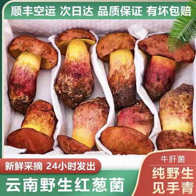 见手青云南特产新鲜野生菌红牛肝菌白牛肝菌黑牛肝菌食用野生蘑菇