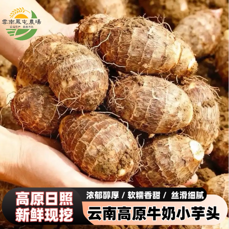 云南牛奶小芋头小香芋新鲜种植芋头软糯香滑毛芋头自然生长小芋头
