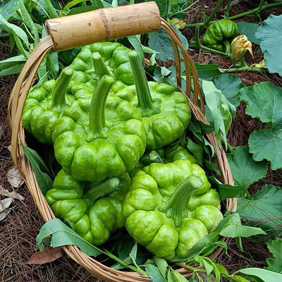 南瓜云南特产姜柄瓜农家自种嫩南瓜新鲜蔬菜现摘农场姜饼瓜小南瓜