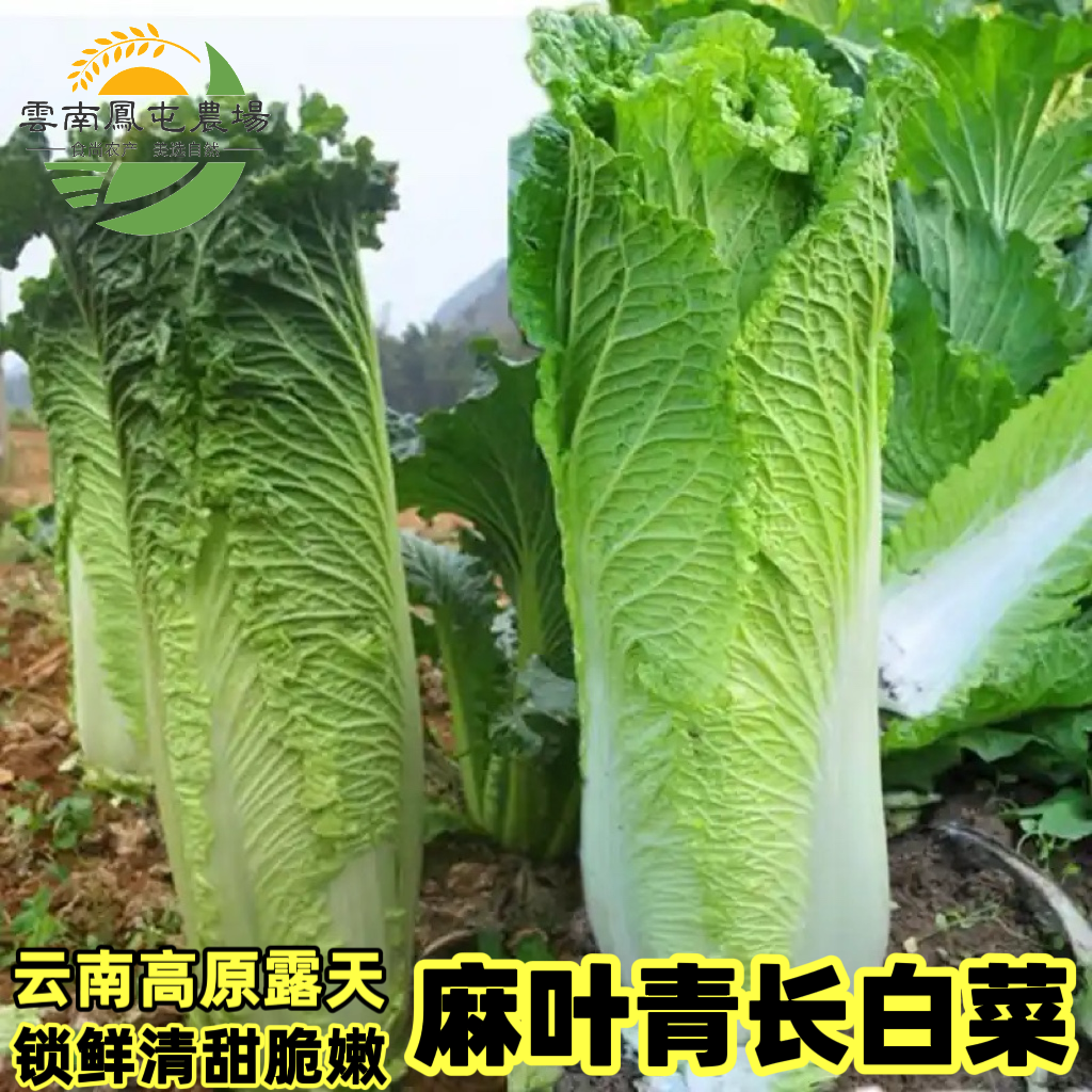 云南新鲜麻叶青白菜青口白菜竹筒白菜麻叶菜长白菜当季农家自种菜