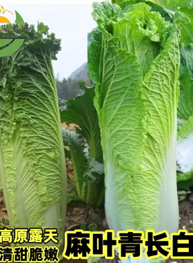 云南新鲜麻叶青白菜青口白菜竹筒白菜麻叶菜长白菜当季农家自种菜