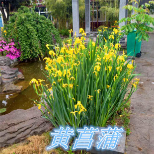 水生挺水植物黄菖蒲苗黄花鸢尾水培水养花卉池塘湿地绿化工程地栽