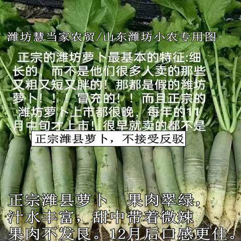 [细长型]正宗潍坊萝卜正宗潍县箩卜高脚青萝卜潍县青萝卜固堤萝卜,水产肉类/新鲜蔬果/熟食,萝卜/胡萝卜,淘宝优惠券,粉丝福利购,淘宝优惠卷