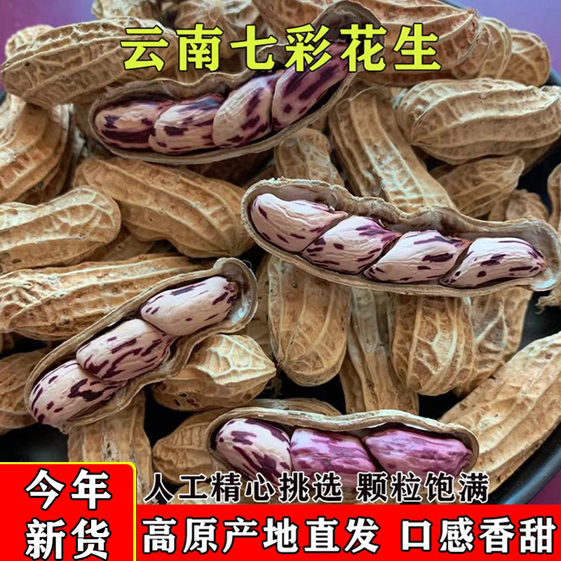 七彩花生云南普洱新货特级五彩水果彩色新鲜带壳晒干野地花生种子