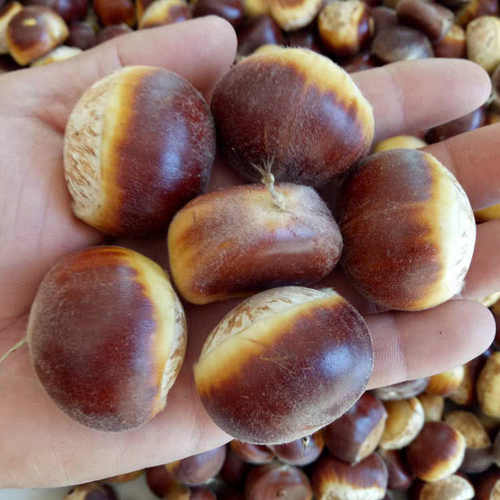 大别山信阳新鲜油板栗野生毛栗子