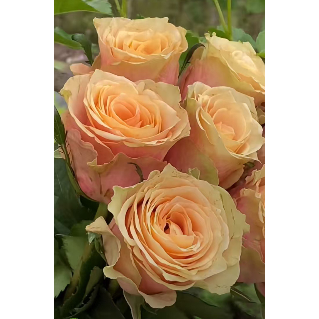 新品开心果玫瑰月季