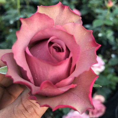 新意家 蒙特玛特 玫瑰花 品种月季阳台庭院四季浓香抗病耐热花卉