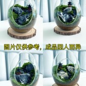 新手友好苔藓微景观材料包工具全套操作简单亲子手工DIY生态造景