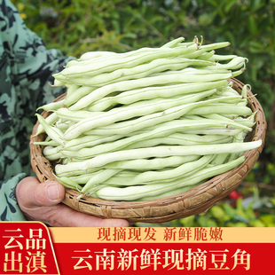 云南新鲜现摘豆角白芸豆白不老豆角脆嫩清甜新鲜蔬菜