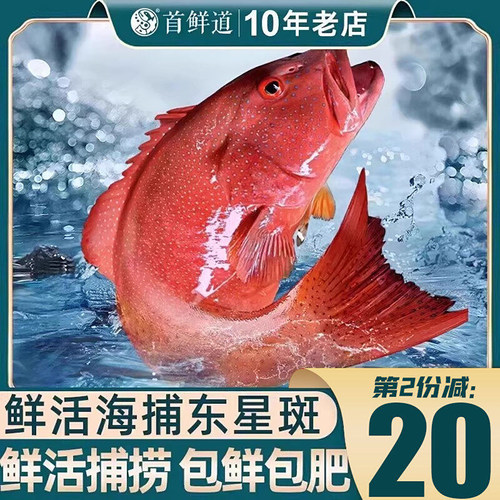 鲜活东星斑活发次日达