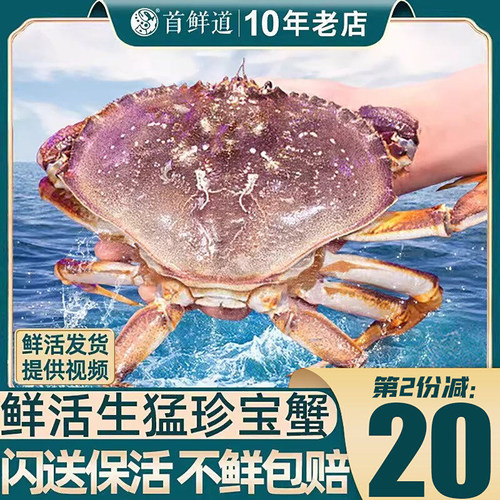 珍宝蟹超大特大新鲜进口