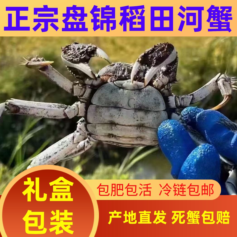 盘锦河蟹大闸蟹全母包邮