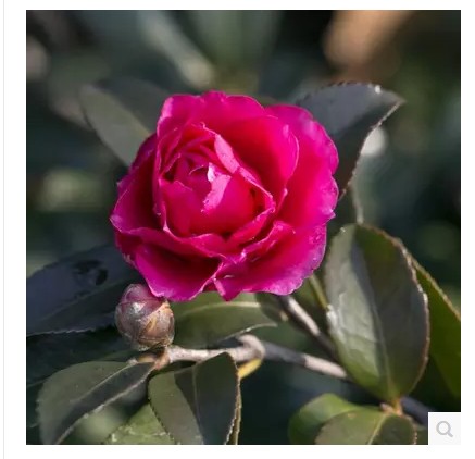 盆栽观花茶梅苗/多花茶梅/茶梅树苗/家庭/办公/冬季开花喜迎新年在类目 鲜花速递/花卉仿真/绿植园艺, 花卉/绿植盆栽（新）, 花卉中 - 来自Buy2taobao.com提供专业的淘宝代购服务