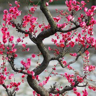 梅花盆景树桩梅花苗盆栽腊梅苗梅花树苗红梅绿梅花卉绿植梅兰竹菊
