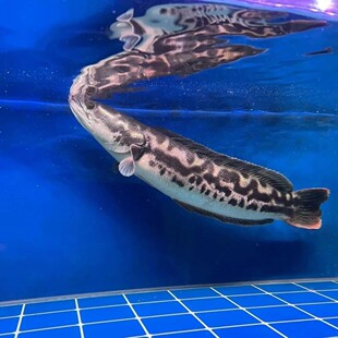 进口铅笔鱼雷龙多曼鱼大铅笔鱼幼鱼成体铅笔鱼凶猛大型热带观赏鱼