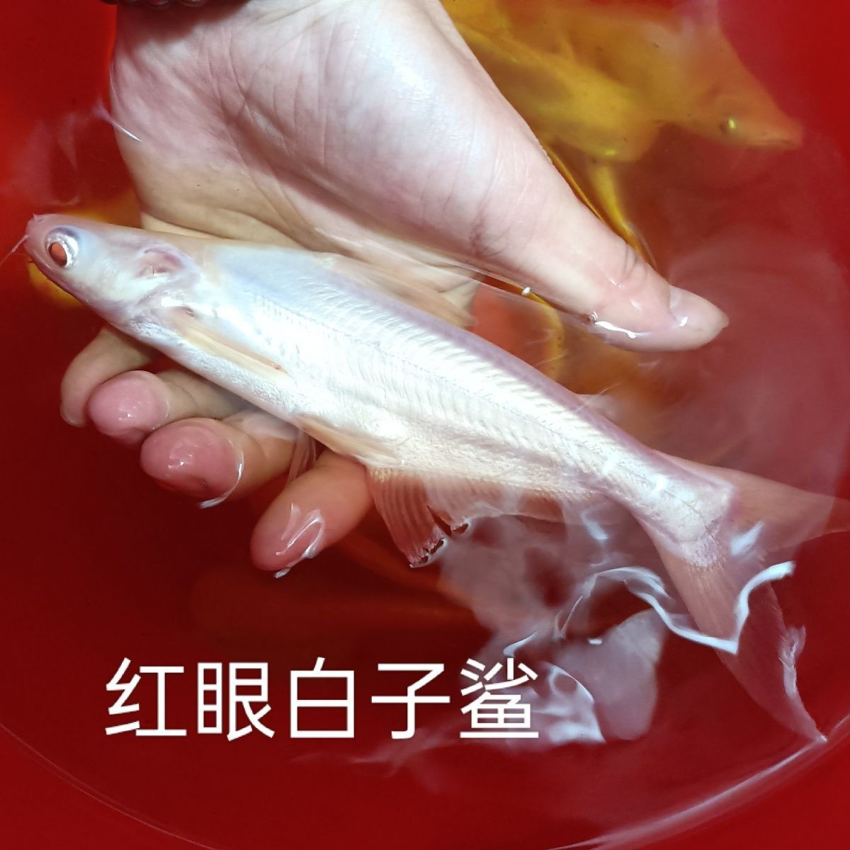 红眼白子鲨劳伦迪鲨白化蓝鲨蓝鲨淡水鲨鱼虎头鲨大型热带观赏鱼宠