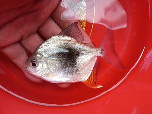 正品黑桃A银板鱼活体虎纹银板龙鱼配鱼豹点银板鱼大型热带观赏鱼