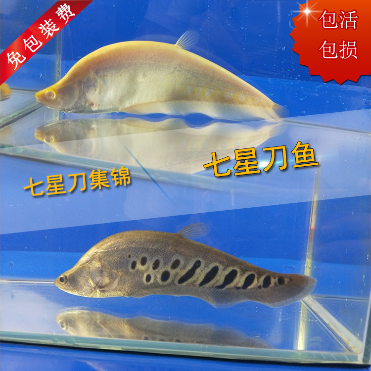 白化黄金七星刀虎纹弓背大型热带鱼观赏鱼鱼苗淡水鱼活体宠物包邮在类目 宠物/宠物食品及用品, 水族世界, 鱼中 - 来自Buy2taobao.com提供专业的淘宝代购服务