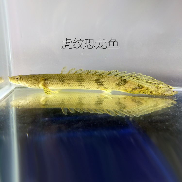 大花恐龙鱼虎斑恐龙王虎纹恐龙红眼金恐龙大型热带观赏鱼宠物活体