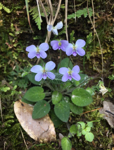多年生七星莲会开花雨林缸造景植物生态瓶可闷养迷你植物微景观