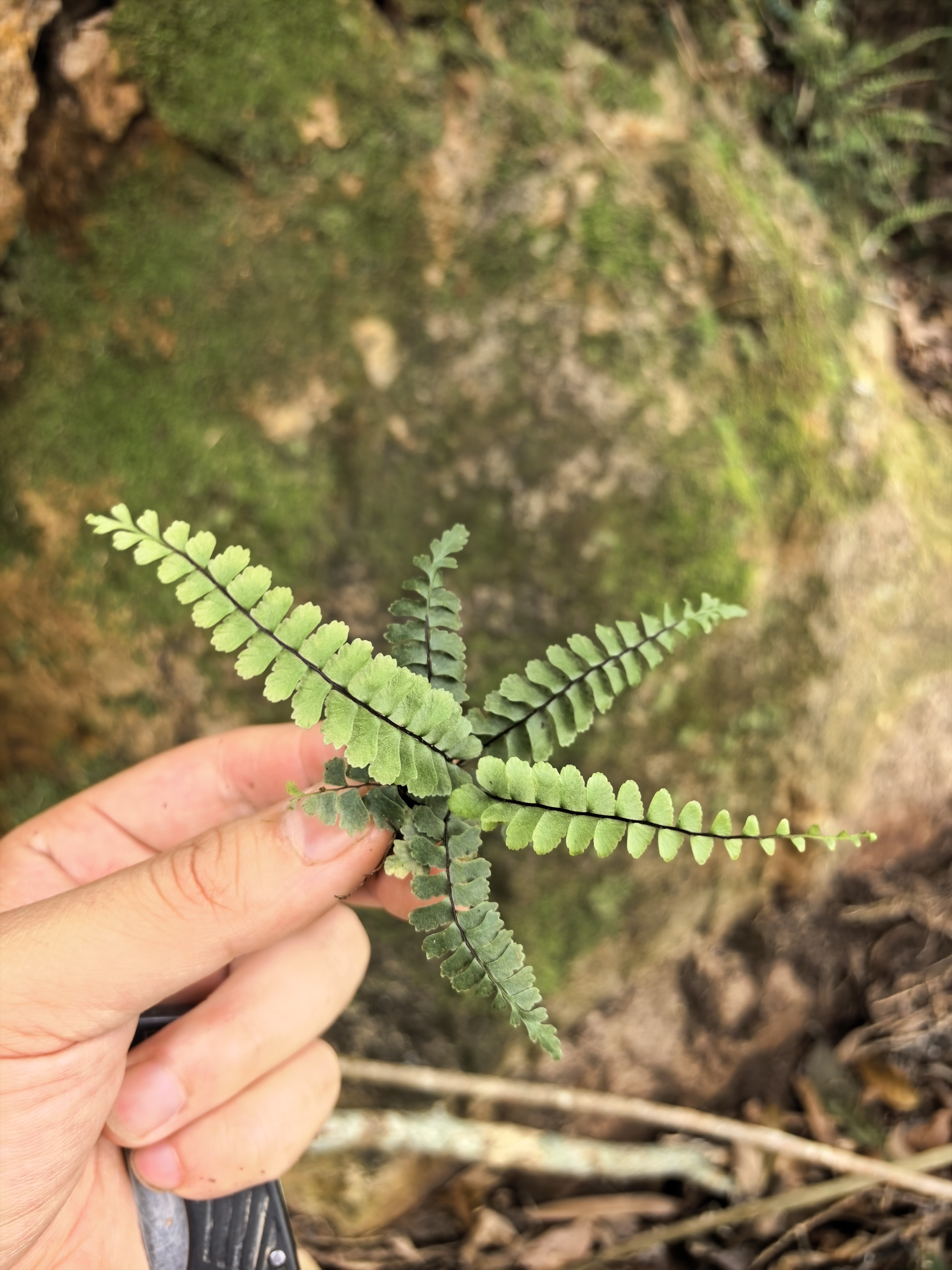 鞭叶铁角蕨稀有蕨类植物雨林缸微景观造景材料迷你小蕨喜阴喜湿