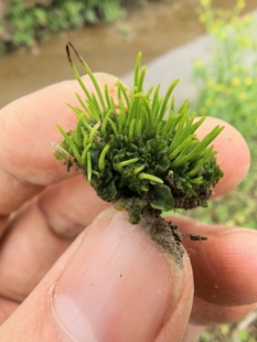 非常稀有一种地钱本土角苔学校实验上课教学研究葫芦藓地苔孢子