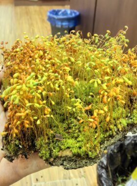 葫芦藓带孢子蕨类植物苔藓孢子囊学校教学专用实验学生学习鳞毛蕨