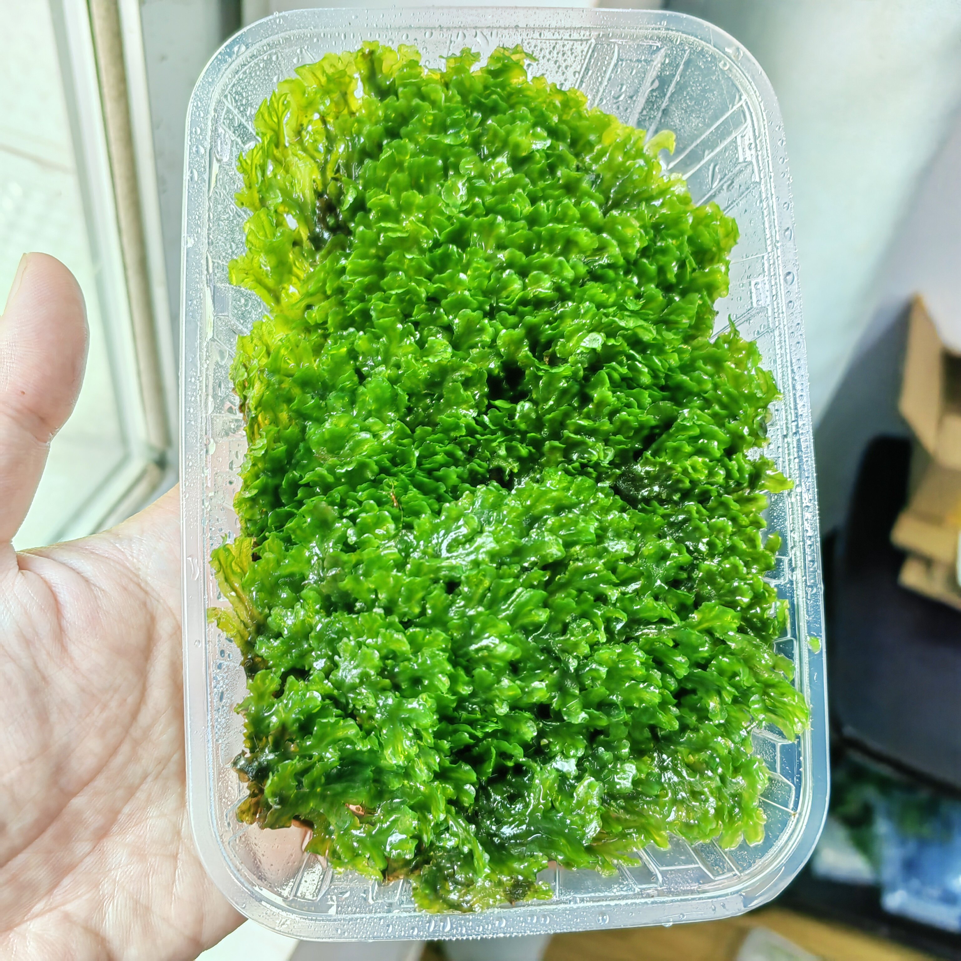 非常稀有可水培地钱溪苔鲜活苔藓喜阴超级耐湿适合流水处造景植物